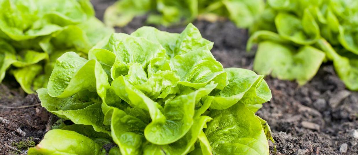 Zdravstvene koristi redovne konzumacije zelene salate